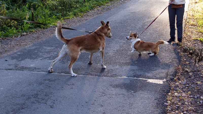 exceptions for on leash greetings