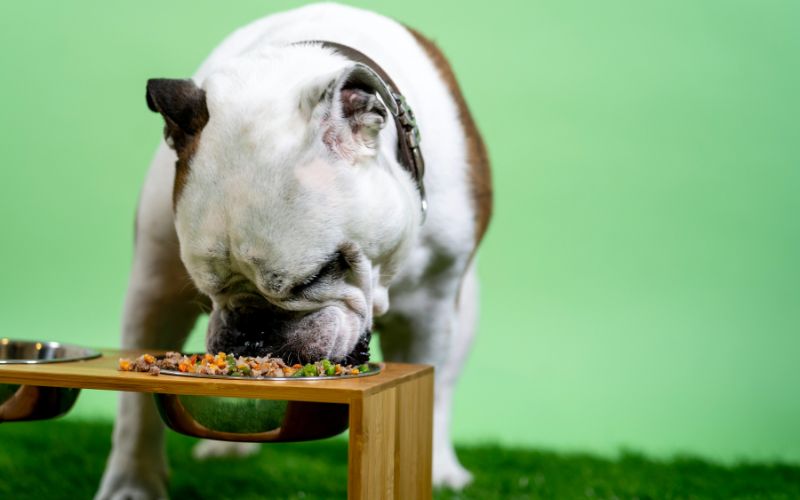 Extra Dog Food Gems— Five Shiny Pearls of Wisdom