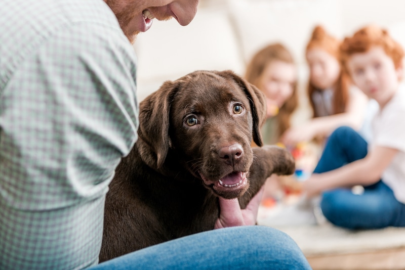 family dog member