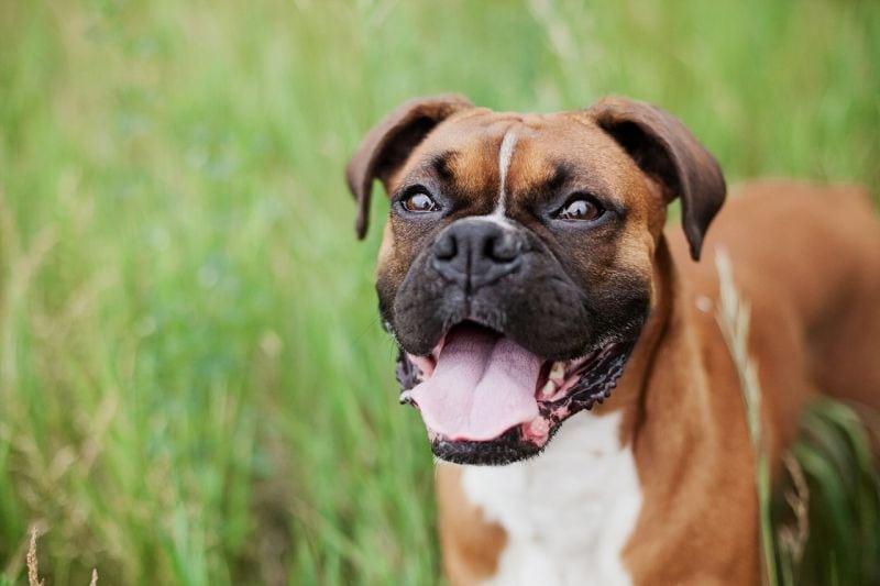 boxers are good service dogs