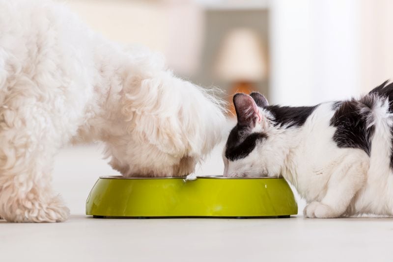 feed dog and cat together