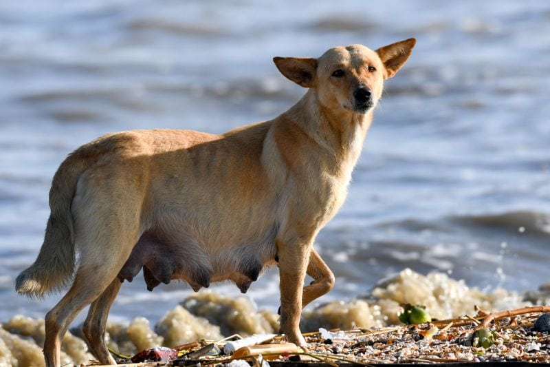 defining feral dog