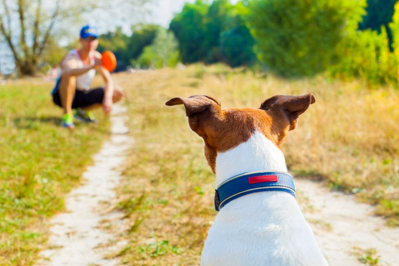 why dog doesn't like fetch