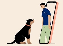 Virtual Veterinary Visits