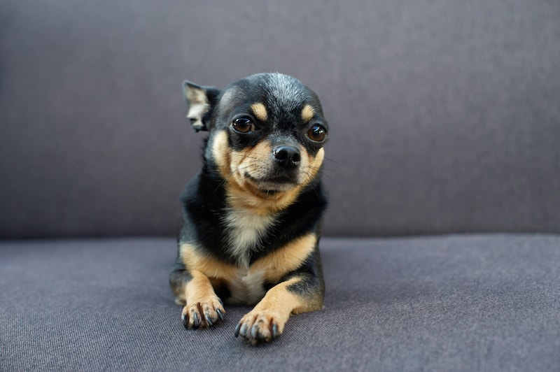 dog with flattened ears