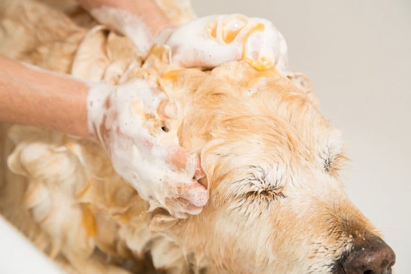 Lice shampoo for dogs