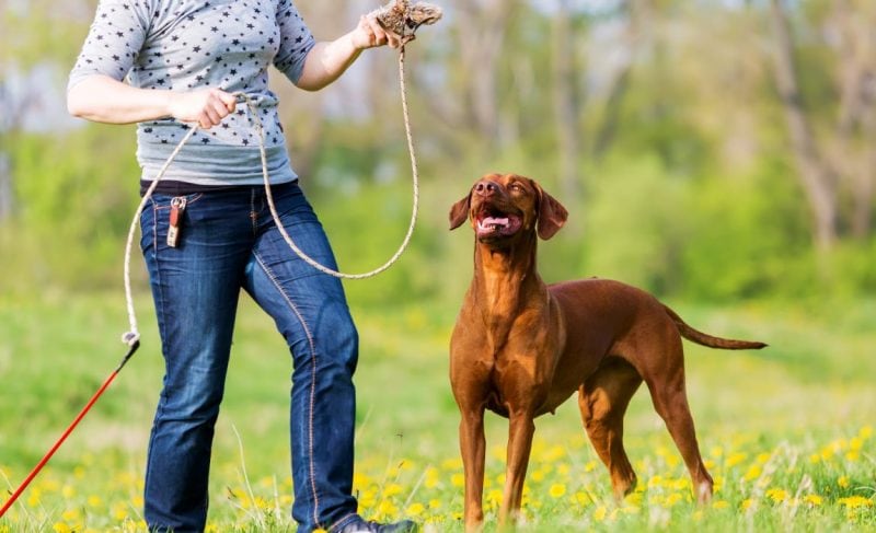 Flirt Poles for Dogs