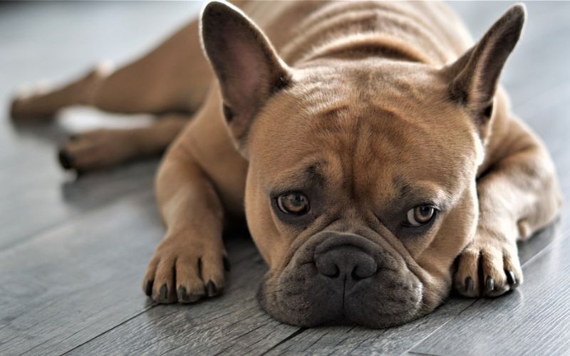 French Bulldog lying on wooden floor