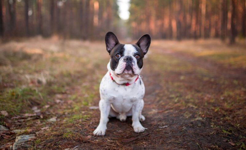 French Bulldog Mixes