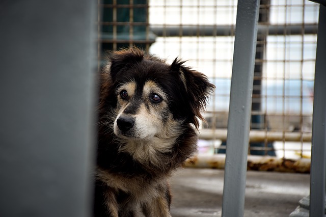 frightened shelter dog