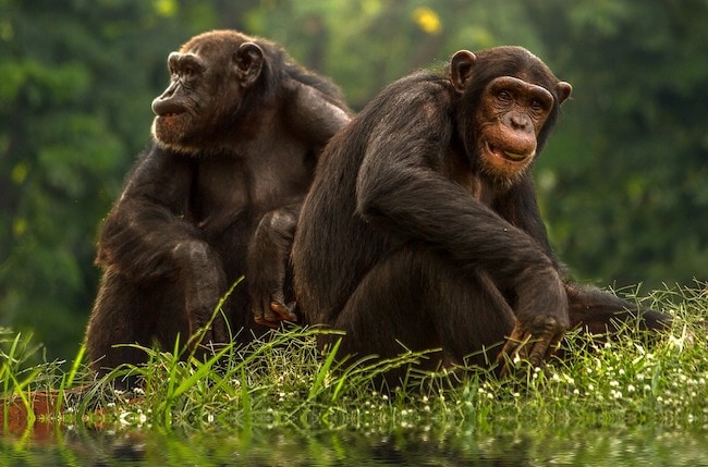 gay bonobo