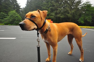 Gentle Leader Head Halter in Use