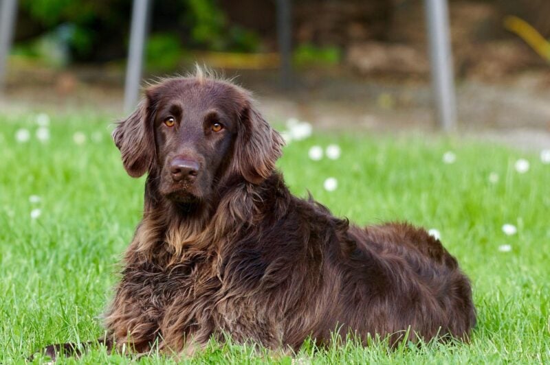 Long-haired pointer in field