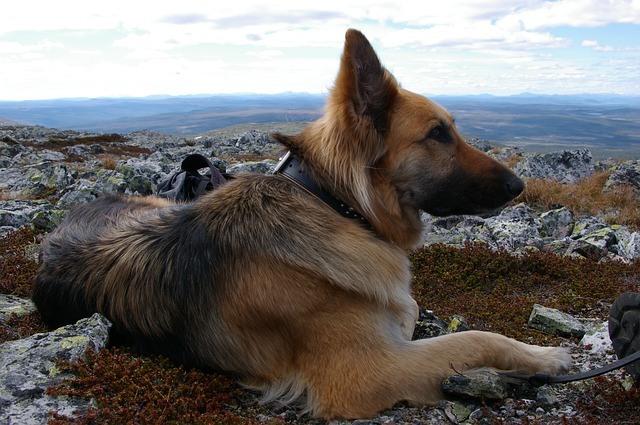 german shepherd guard dog