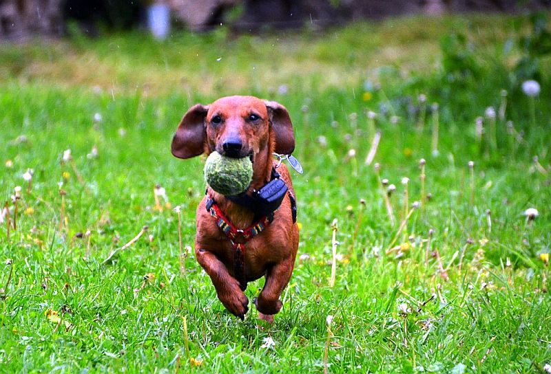 tiny house dogs need exercise