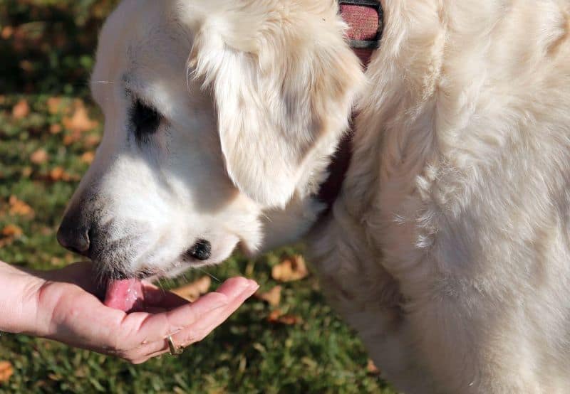 how to give a dog a treat