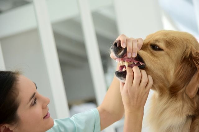 see a vet after broken tooth