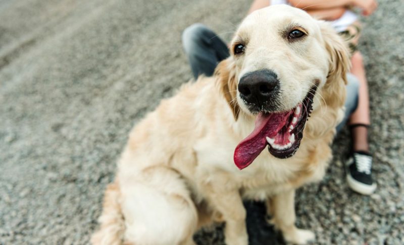 Golden Retriever Labrador Mix