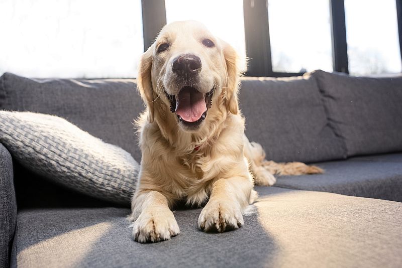 golden retrievers are good service dogs