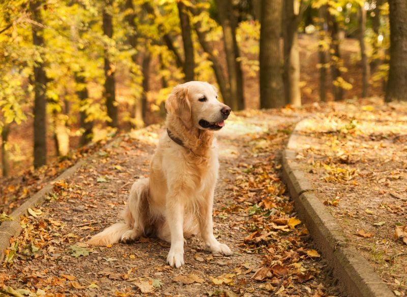 Golden retrievers are well-behaved