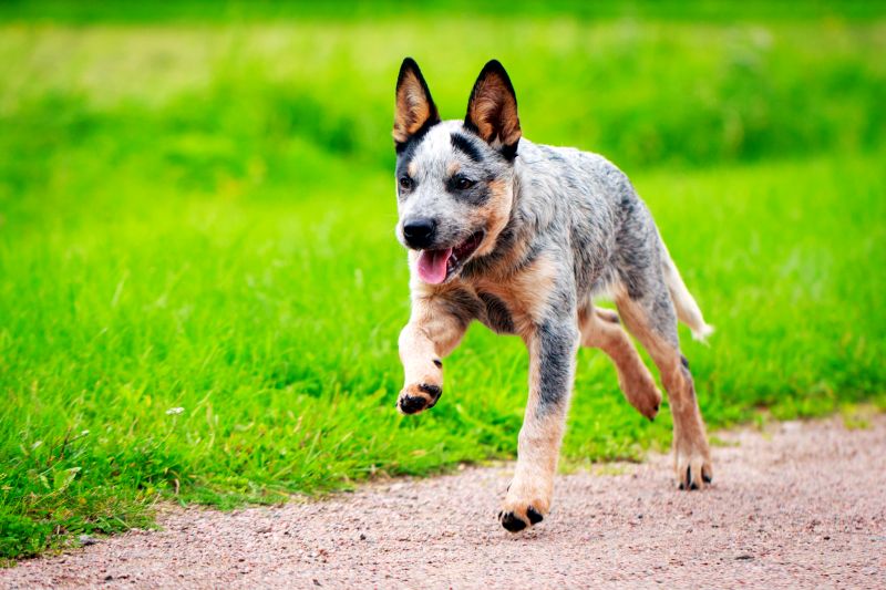 good dogs for running