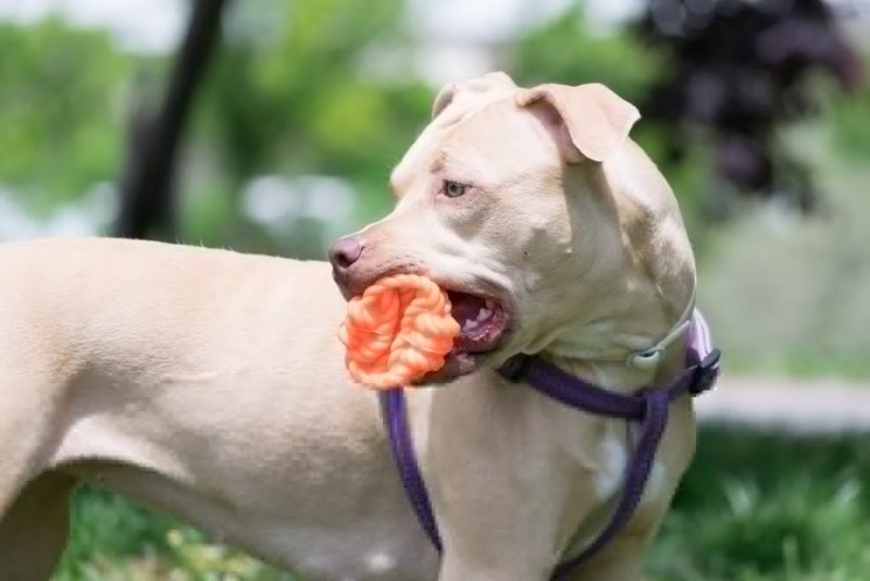 good toys for pitbulls