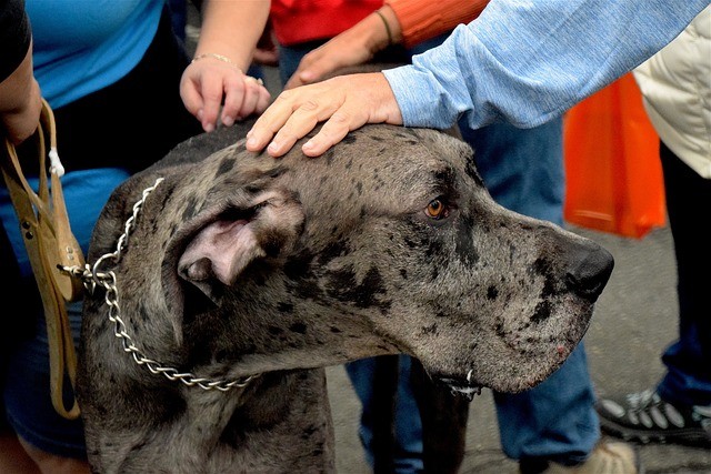 great dane guard dog