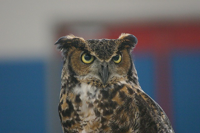 great horned owl