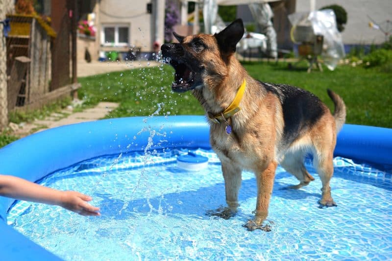 good-dog-pool