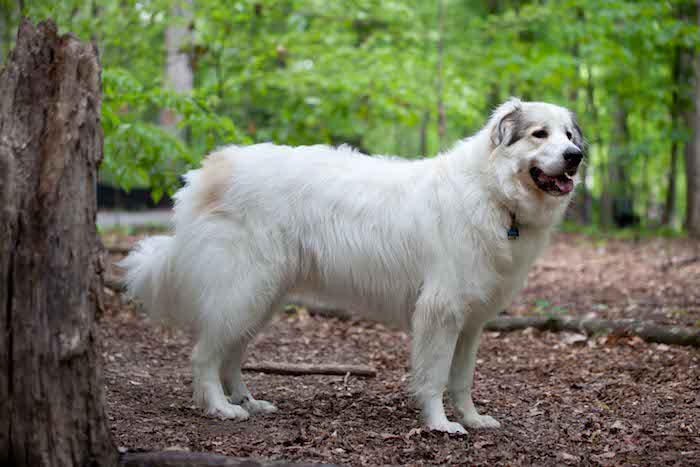 great pyrenees guard dog