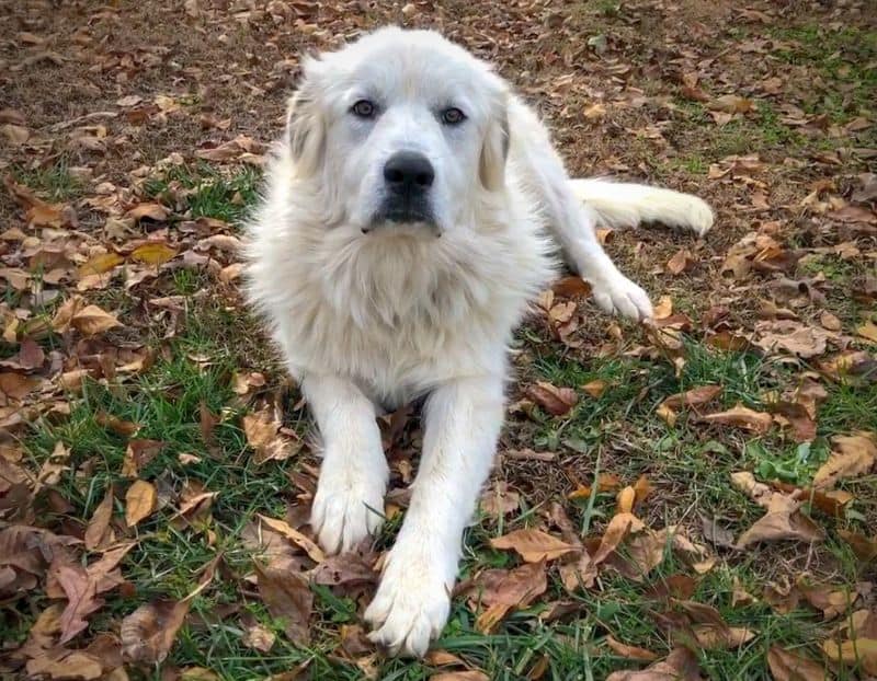 Great Pyrenees