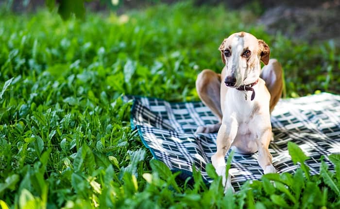 greyhound beds