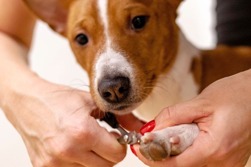 how to groom a basenji