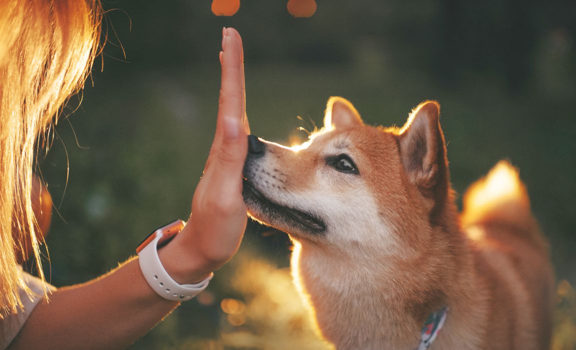 teaching dogs to hand target