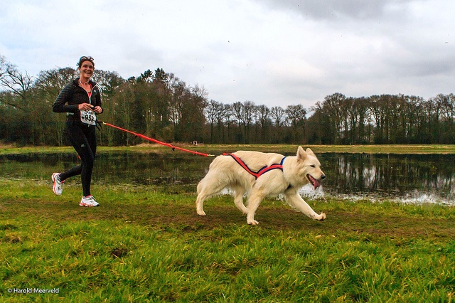 hands-free-dog-walking