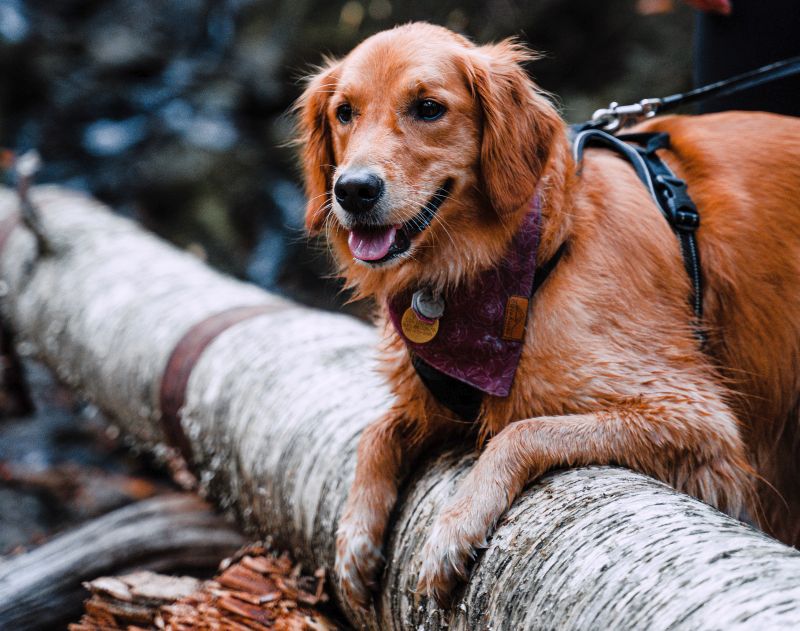 which hiking harness for my dog