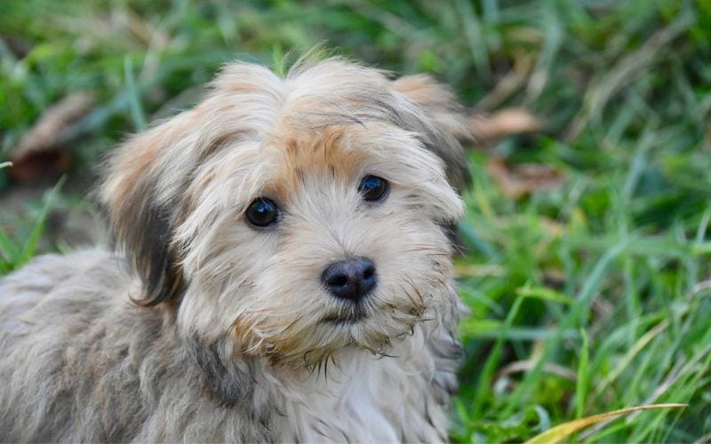 Havanese puppy