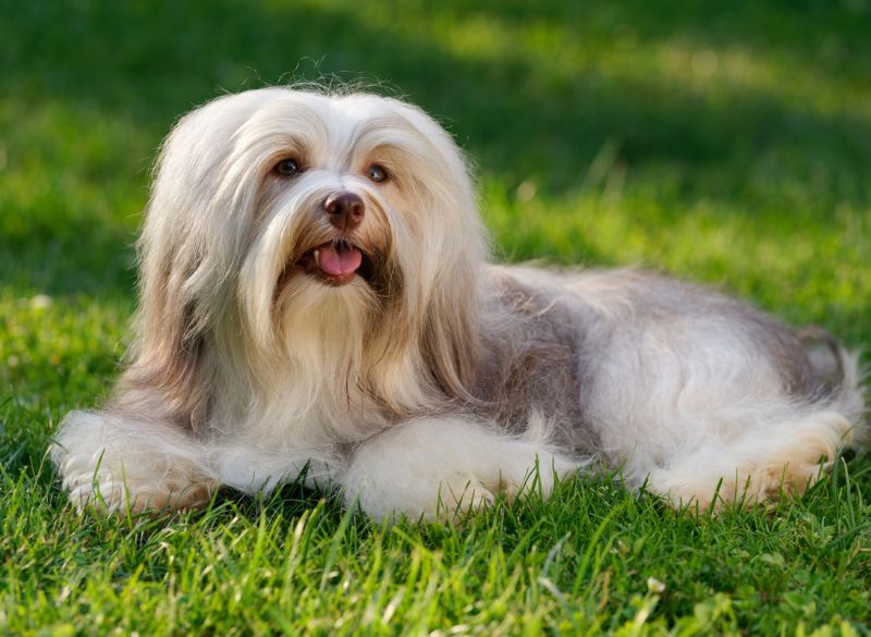 Havanese are well-behaved