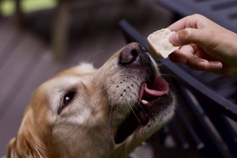 homemade Peanut Butter Frosty Paws dog treats 3