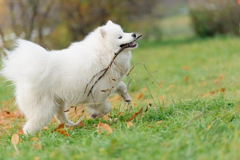 How Much Does a Samoyed Cost