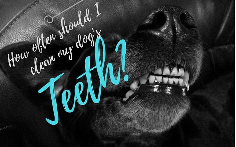 how often should I brush my dog's teeth