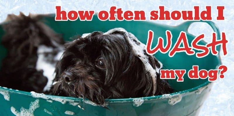 how-often-should-you-wash-your-dog