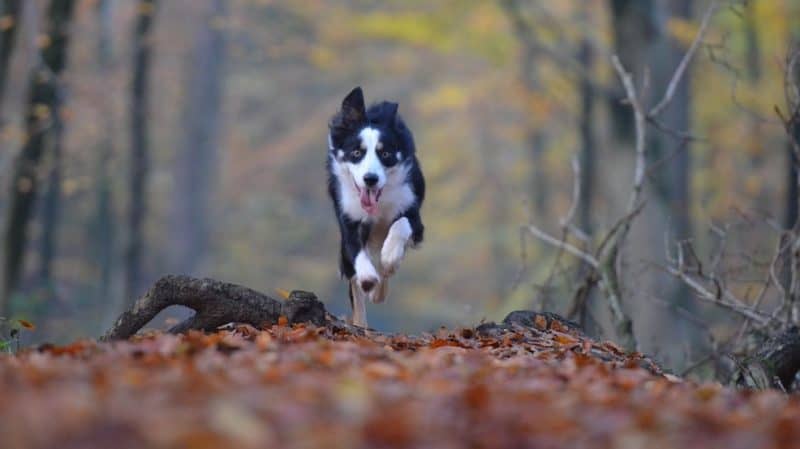 how to calm hyperactive dog