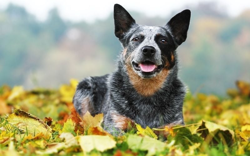 How to Choose Food for Australian Cattle Dogs