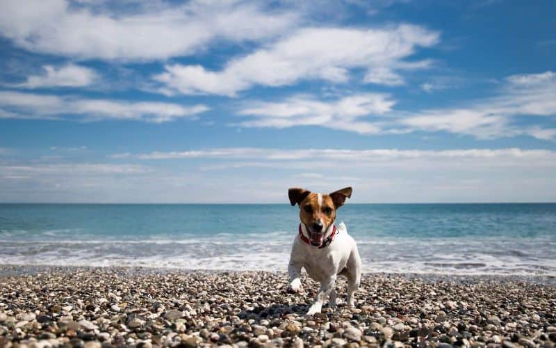 Best Dog Foods for Jack Russells