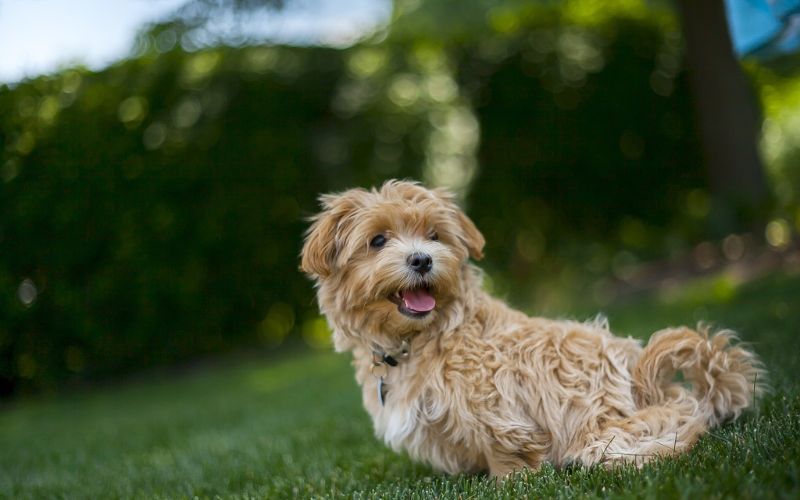 How to Choose Food for Your Maltipoo