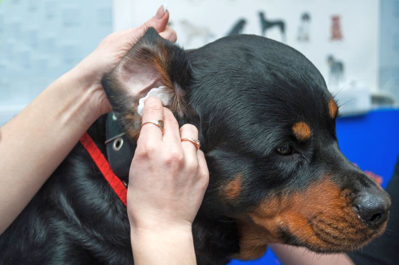 how to clean a dog's ears