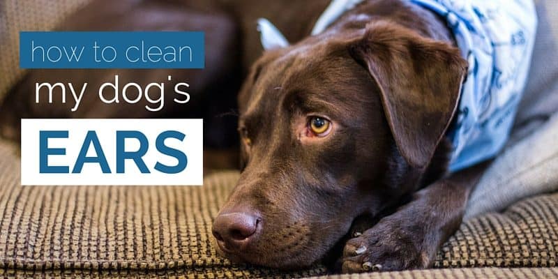 how to clean my dog's ears