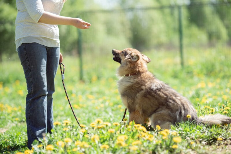 dog behaviorist