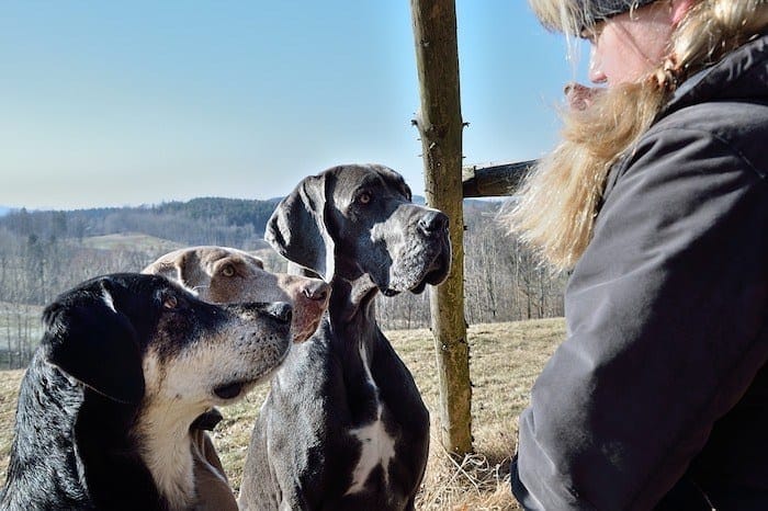 how-to-hire-dog-trainer